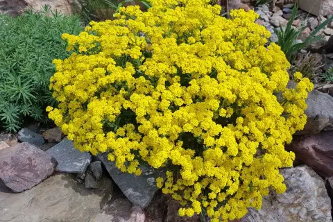 Un buisson de corbeille d'or éclatant, parsemé de petites fleurs jaunes vives, se dresse fièrement parmi des rochers gris et bruns.