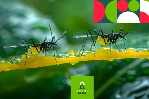 Dwa owady na żółtej, lepkiej substancji, która może być pułapką na ziemiórki.