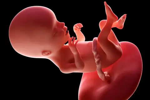 Płód w 17 tygodniu ciąży, rozwijający się w macicy. Dziecko ma już ukształtowane paluszki i zaczyna aktywnie się poruszać.