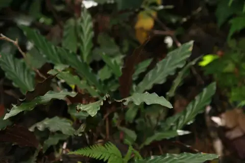 Liście calathea rufibarba o falistych brzegach, ciemnozielone z jaśniejszymi żyłkami, tworzą gęsty kobierzec w wilgotnym lesie.