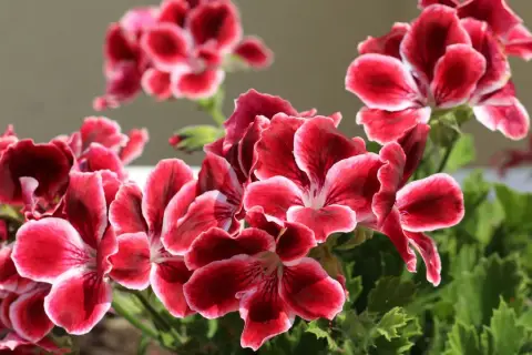 Piękne, karminowe kwiaty pelargonii królewskiej z białymi brzegami płatków, w pełnym rozkwicie.
