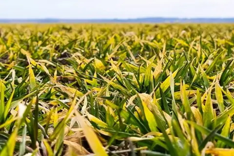 Pole jęczmienia z widocznymi objawami żółtej karłowatości. Liście są zielono-żółte, niektóre brązowe, a rośliny są wyraźnie niższe.