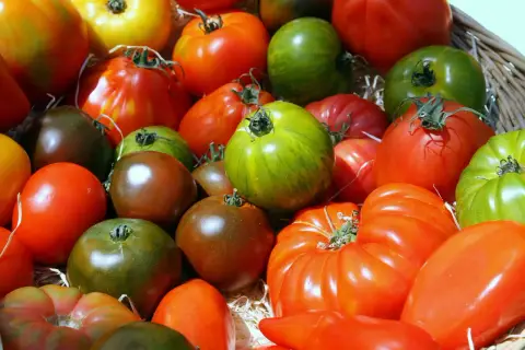 Un assortiment coloré de tomates anciennes, allant du vert zébré au brun profond, en passant par le rouge vif, évoque un panier garni de saveurs d'antan.