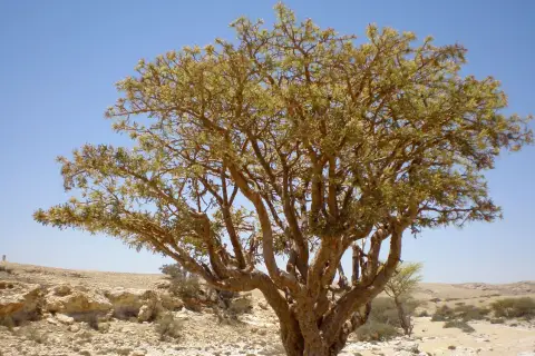 Ein Weihrauchbaum in der Wüste. Seine Harzgewinnung ist bekannt für ihre beruhigende weihrauch wirkung.