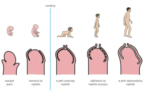 Rozwój prącia od zawiązka, przez tworzenie się napletka, aż do jego pełnego odprowadzenia.