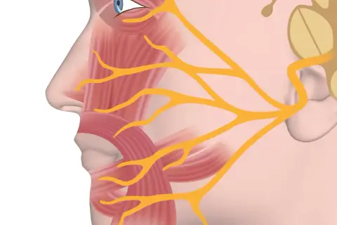 Anatomia twarzy: widok profilu ukazujący mięśnie twarzy i nerwy.
