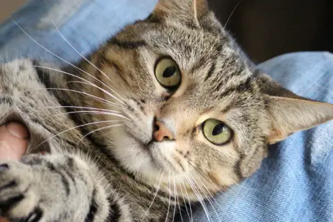 Eine getigerte Katze liegt auf blauem Stoff. Ihre grünen Augen blicken neugierig, während sie leicht knurrt.