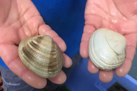 Manos sostienen dos tipos de almejas: una con rayas marrones y otra blanca.