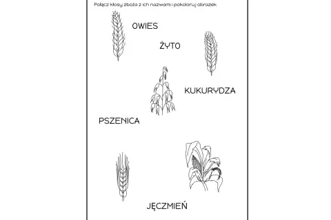 Zboża: owies, żyto, pszenica, kukurydza, jęczmień. Prezentacja dla dzieci do nauki i kolorowania.