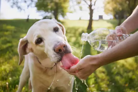 Labrador pije wodę z dłoni, by zapobiec przegrzaniu. Udar u psa objawy mogą być groźne, dlatego dbaj o nawodnienie pupila.