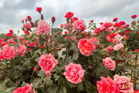 Kiedy kwitną róże, ogród rozkwita feerią barw. Krzewy uginają się pod ciężarem pąków i pełnych kwiatów w odcieniach różu i czerwieni.