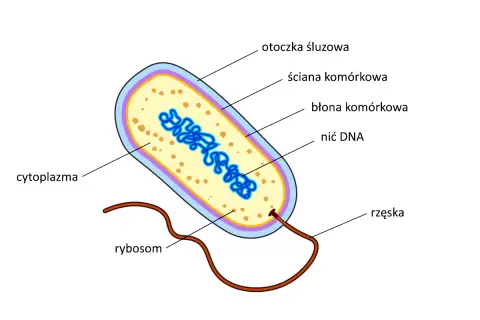 Schemat budowy bakterii: otoczka śluzowa, ściana komórkowa, błona komórkowa, cytoplazma z nicią DNA, rybosomy i rzęska.