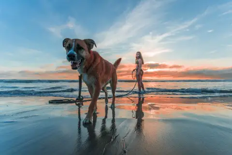 Perro feliz en la playa para perros Alicante, con una chica en bikini al atardecer.