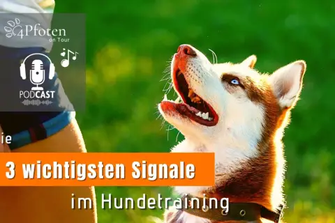 Ein Husky mit blauen Augen wartet gespannt auf ein Kommando. Ein trick dog, bereit für das Hundetraining.