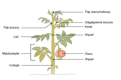 Schemat rośliny pomidora z zaznaczonymi częściami: łodyga, liście, pąki, kwiaty, owoce i międzywęźla.
