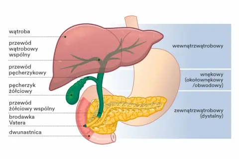 Anatomia dróg żółciowych i trzustki. Ilustracja przedstawia wątrobę, pęcherzyk żółciowy, przewody żółciowe i dwunastnicę, kluczowe dla zrozumienia zapalenia dróg żółciowych.