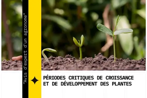 Trois jeunes pousses illustrent les étapes de la croissance des plantes, de la germination à l'épanouissement.