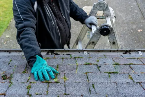Rękawica w zielonej rękawicy usuwa mech z gontów bitumicznych. Dowiedz się, jak usunąć mech z gontów bitumicznych.