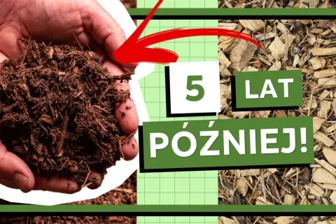 Czy zrębki zakwaszają glebę? Ekspert rozwiewa wątpliwości!