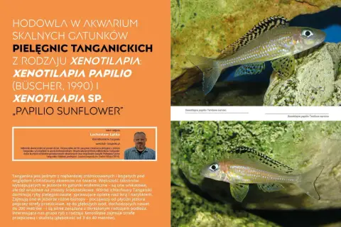 Pielęgnica Xenotilapia papilio z jeziora Tanganika, z charakterystycznym wzorem na płetwach.