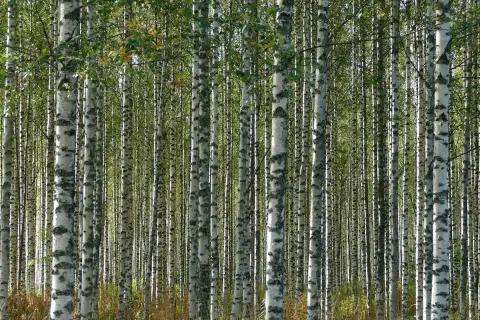 Gęsty las brzozy kolumnowej, z białymi pniakami i zielonymi liśćmi tworzącymi naturalną ścianę.