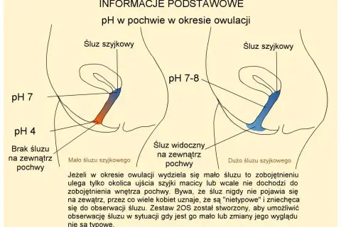 Ilustracja pokazuje zmiany pH i śluzu szyjkowego w pochwie podczas dni płodnych objawy owulacji. Po lewej: niskie pH, brak śluzu. Po prawej: wyższe pH, obfity śluz.