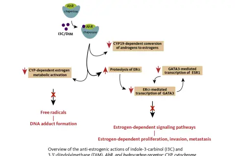 Diagrama muestra cómo indol-3-carbinol (I3C) y DIM inhiben vías de señalización estrogénica, reduciendo proliferación y metástasis.