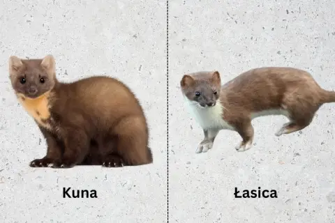 Kuna po lewej, łasica po prawej. Dwa podobne, ale różne drapieżniki.