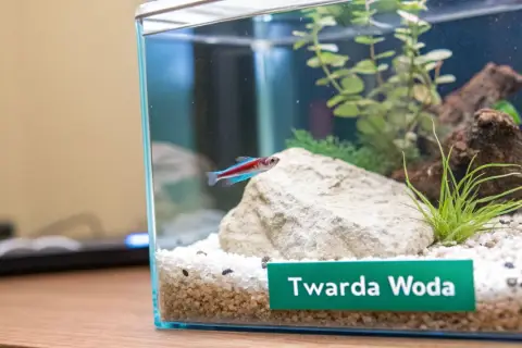 Małe akwarium z neonką, kamieniem i roślinami. Na zielonej etykiecie widnieje napis "Twarda Woda", sugerujący rodzaj wody do akwarium.