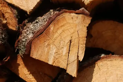 Stos pociętego drewna akacjowego, z widocznymi słojami i korą.