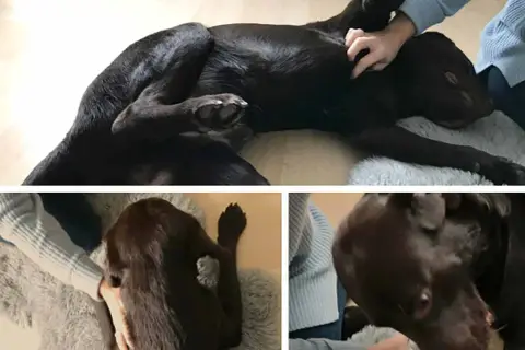 Brauner Hund genießt eine sanfte Massage. Der ruhegriff hund zeigt Entspannung und Vertrauen.