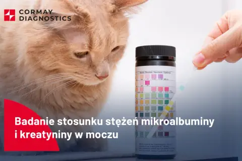 Badanie stosunku mikroalbuminy do kreatyniny w moczu kota. Test paskowy do analizy moczu.