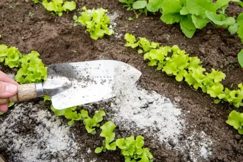Popiół drzewny rozsypywany łopatką pod młode sałaty i rzodkiewki.