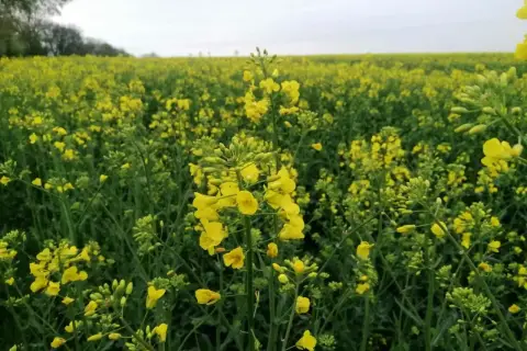 Pole rzepaku w pełnym rozkwicie, kiedy kwitnie rzepak, tworząc złoty dywan pod pochmurnym niebem.