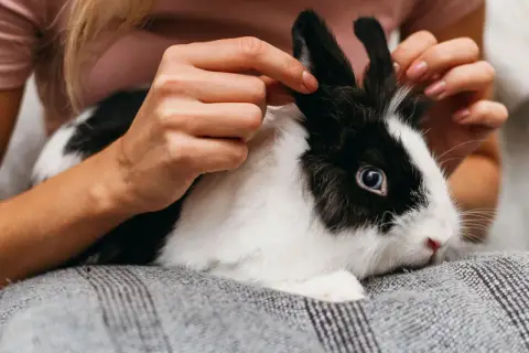 Czarno-biały królik z niebieskimi oczami, którego uszy delikatnie głaszcze człowiek. Tak jak królik widzi człowieka – z ciekawością i ufnością.