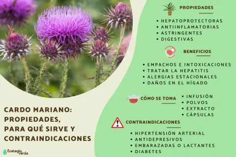 Cardo mariano: planta con flores púrpuras, útil para el hígado graso. Propiedades hepatoprotectoras y digestivas.