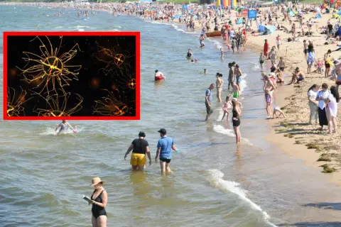 W Bałtyku, wśród tłumu plażowiczów, widać zbliżenie na świecącą meduzę.
