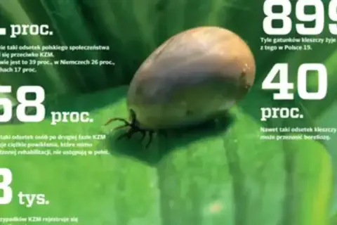 Kleszcz na liściu. Informacje o KZM (odkleszczowe zapalenie opon mózgowych) i boreliozie. 40% kleszczy może przenosić choroby.