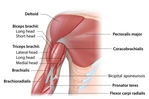 Mięśnie pracujące przy pompkach: klatka piersiowa (pectoralis major), triceps, biceps, bark (deltoid) i przedramię.