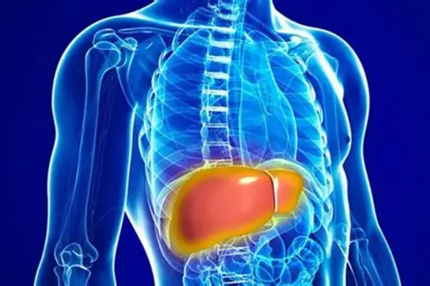 Anatomia człowieka z podświetloną wątrobą, kluczową dla metabolizmu bilirubina całkowita.