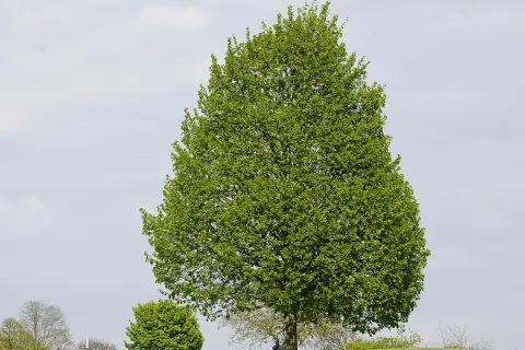 Zielone, rozłożyste drzewo, które po niemiecku nazywa się "Linde".