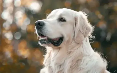 Ile ruchu potrzebuje Golden Retriever? Pełny poradnik dla opiekuna