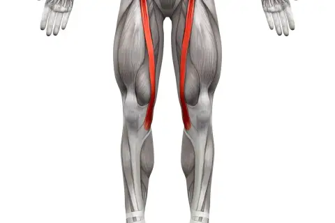 Anatomical illustration of the human leg, highlighting the sartorius muscle (mięsień szewski) in red.