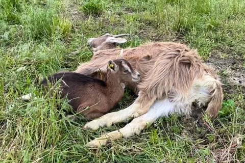 Une petite chèvre brune, l'air effrayée, se blottit contre une chèvre plus grande dans l'herbe.