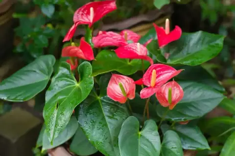 Anthurium rouge et rose, aux feuilles vertes luisantes. L'entretien de cette plante est simple pour une floraison éclatante.
