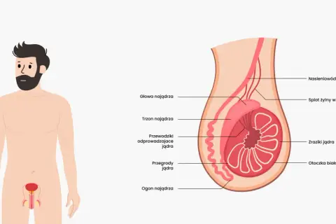 Anatomia męskich jąder: przekrój pokazuje budowę, w tym nasieniowód, splot żylny, zraziki i przegrody.