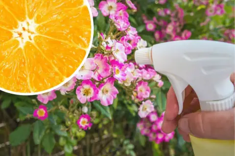 Pomarańcza i opryskiwacz w pobliżu kwitnących róż. Naturalny sposób na ochronę roślin przed szkodnikami, jak limocide.