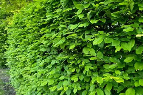 Gęsty, zielony żywopłot z grabu tworzy naturalną barierę, pełną soczystych liści.
