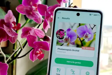 Aplikacja do rozpoznawania roślin identyfikuje fioletową orchideę Phalaenopsis.