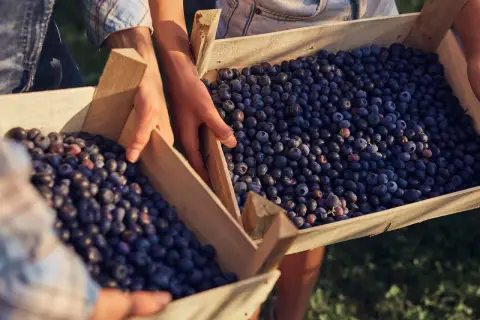 Hände tragen Holzkisten voller Blaubeeren. Die Früchte sind reich an Quercetin, dessen optimale Dosierung für die Gesundheit wichtig ist.